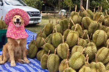 This Happy Golden Retriever Loves His Job as a Durian Fruit Harvester