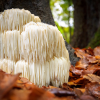 Lion’s Mane Mushroom: A Potential Brain-Boosting & Cancer-Fighting Powerhouse