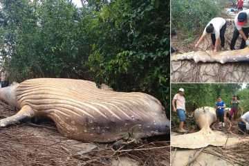 Humpback Whale’s Dead Body Discovered in the Amazon Forest: No One Knows How It Got there