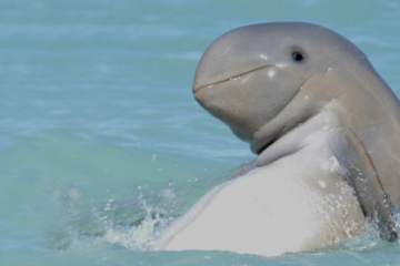 The Rare Irrawaddy Dolphins Found in Indonesian Waters