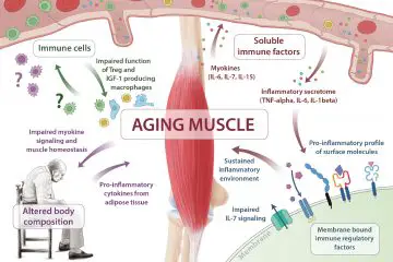 Long Term Infection & Inflammation Found to Impair the Immunity as We Age