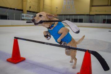 This Dog Was Saved from the Shelter & Became the First Ice Skating Dog in the World