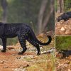 Rare & Stunning Black Leopard Caught on Camera Hunting Deer