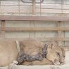 This Mountain Lion Takes Its First Steps to Freedom after He Lived Chained for 20 Years