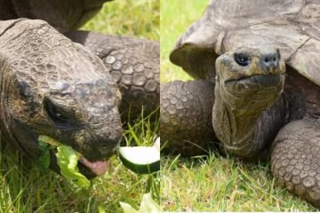 Happy B-Day to Jonathan the Giant Tortoise Who Turned 190-Years-Old (The Oldest Tortoise EVER)