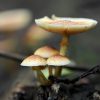 New Landmark Study: Magic Mushrooms Are Safe to Treat Mental Health Conditions
