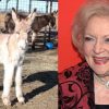 Baby Donkey Named ‘Betty White’ to Honor the Late Actress’s Donations to the Animal Sanctuary for Years