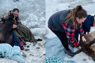 Rescuers on Christmas Eve Saved Six Trapped Elk from a Frozen River
