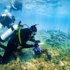 First Coral IVF “Babies” on the Great Barrier Reef Have Produced the Next Generation