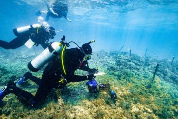 First Coral IVF “Babies” on the Great Barrier Reef Have Produced the Next Generation