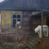 These Polar Bears Are Living Their Best Lives on this Abandoned Island