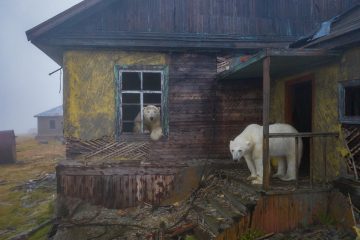 These Polar Bears Are Living Their Best Lives on this Abandoned Island