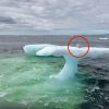 Starving & Stranded Arctic Fox Rescued by Canadian Crabbers & Revived with Vienna Sausages