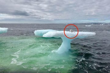 Starving & Stranded Arctic Fox Rescued by Canadian Crabbers & Revived with Vienna Sausages