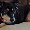Senior Australian Shepherd Rescued by a Loving Family after Living by a Freeway for Seven Months