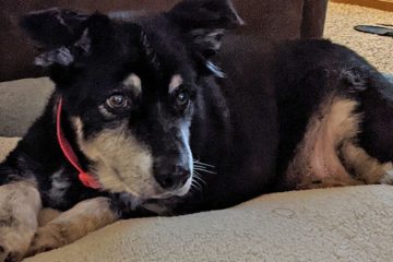 Senior Australian Shepherd Rescued by a Loving Family after Living by a Freeway for Seven Months