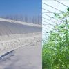 Chinese Method for Growing Veggies all Year Round Works in Cold Canada & Has no Heating Costs