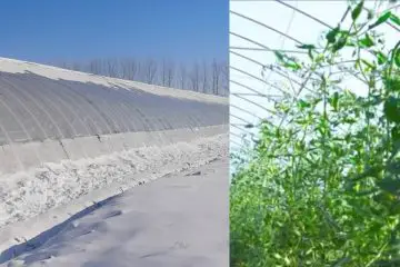 Chinese Method for Growing Veggies all Year Round Works in Cold Canada & Has no Heating Costs