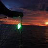 These Simple Green LEDs Save Sharks & Turtles from Accidental Bycatch in Fishing Nets