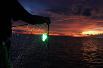 These Simple Green LEDs Save Sharks & Turtles from Accidental Bycatch in Fishing Nets