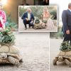 Bride with the Slowest Walk Down to the Aisle: Her Pet Tortoise Ring Bearer Steals the Show