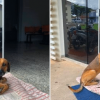 Loyal Dog Refuses to Leave the Hospital Where Its Human Died Months Ago