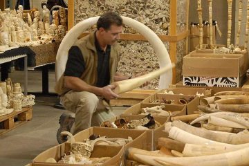 Researchers Pioneer a Way to Use DNA from Elephant Tusks to Catch Poachers