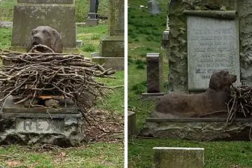 People Are Leaving Sticks at the Cemetery Plot of this Dog that Died 100 Years Ago. Here Is Why