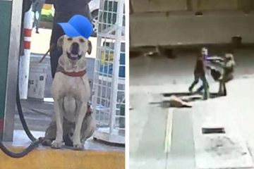 Stray Dog Adopted by a Gas Station Rescues Staff from an Armed Robbery