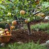 5 Awesome Dwarf Fruit Trees for High Yields (Ideal for Small Gardens)