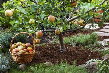 5 Awesome Dwarf Fruit Trees for High Yields (Ideal for Small Gardens)