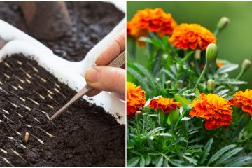 5 Great Flower Seeds to Sow Now Indoors & Have Them Ready for Spring