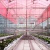 Impressive: Covering Crops in Red Plastic Helps Increase Yield by up to 37 Percent