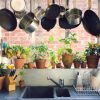 10 Best Houseplants for Your Kitchen to Thrive