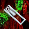 Sound Waves Successfully Convert Stem Cells into Bone in a Regenerative Breakthrough
