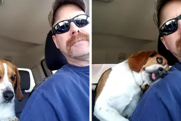 Beagle Can’t Contain Gratitude after a Man Rescued Him from a Deadly Shelter