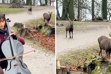 Viral Video: a Pair of Deer Enchanted by this Cellist’s Music Wander up to Hear Her Play in the Park