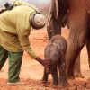 Heartwarming: Rescued Elephant Brings Her Baby Back to Her Human Family Who Rescued Her so that They Meet Her