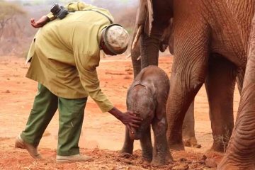 Heartwarming: Rescued Elephant Brings Her Baby Back to Her Human Family Who Rescued Her so that They Meet Her