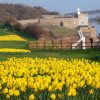 Canadian Millionaire Donates Life Savings to Plant 100,000 Daffodils (They’ve Started Blooming)