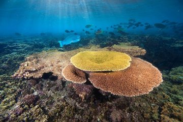 Climate-Resilient Corals Offer Hope for the World’s Reefs: They Are Able to Cope with 2 Degrees C of Global Warming