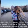 Ukrainian Woman Fleeing from the War Captured Carrying Her Senior Dog Who Struggled Walking