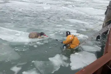 Touching Story: First Responders Successfully Rescue a Freezing Dog from Detroit River