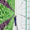 Walmart Invests $400 Million for a Vertical Farming Startup Plenty
