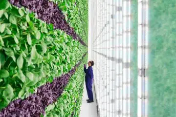 Walmart Invests $400 Million for a Vertical Farming Startup Plenty