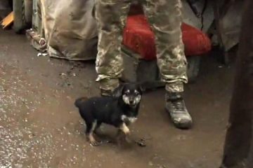 Everyone, Meet Rambo: The Stray Puppy Who Became the “Protector” for the Ukrainian Soldiers