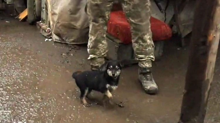 Gatito Rambo Everyone, Meet Rambo: The Stray Puppy Who Became the “Protector” for ...