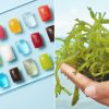 Seaweed Seems to Be the Key to Our Sustainable Future