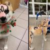 Shiba Inu Survives House Fire & Becomes a Therapy Dog for Burn Victims