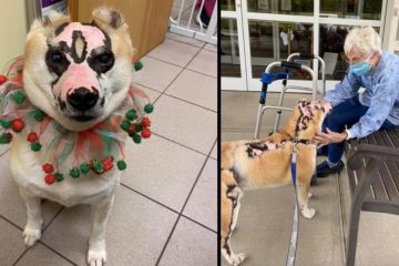Shiba Inu Survives House Fire & Becomes a Therapy Dog for Burn Victims